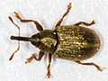 Acalyptus carpini